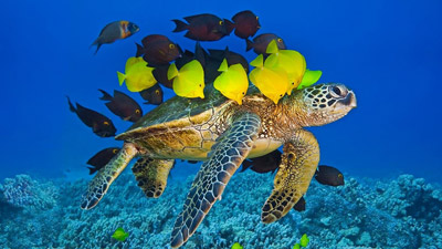 sea turtle